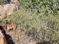 Asparagus transvaalensis