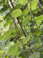 Corylus cornuta