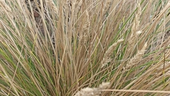 Festuca petraea