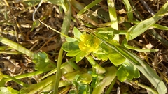 Ranunculus muricatus