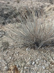 Hoffmannseggia microphylla