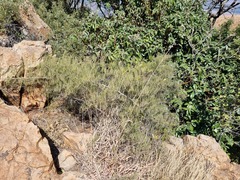 Asparagus transvaalensis