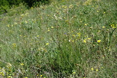 Filipendula vulgaris