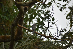 Accipiter badius