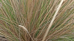 Festuca petraea