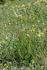 Filipendula vulgaris
