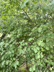 Corylus cornuta