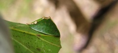 Prolimacodes badia