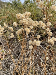 Pseudognaphalium californicum