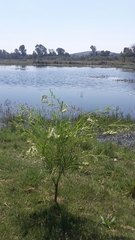 Gomphocarpus fruticosus