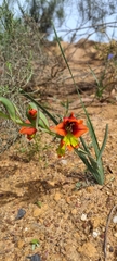 Gladiolus alatus