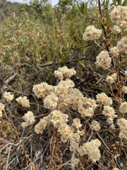 Pseudognaphalium californicum