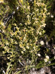 Lachnaea axillaris