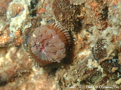 Actinia striata