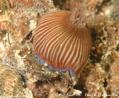 Actinia striata