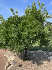 Dermatophyllum secundiflorum