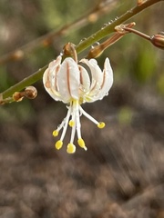 Trachyandra divaricata