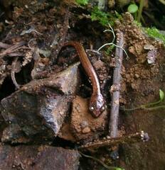 Plethodon vehiculum