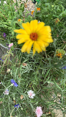 Thelesperma filifolium