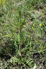 Scabiosa praemontana