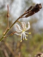 Trachyandra divaricata