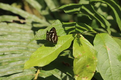 Limenitidinae