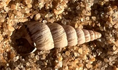 Cochlicella acuta