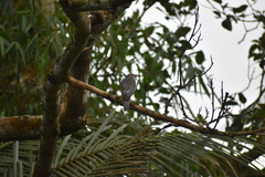 Accipiter badius