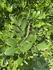 Dermatophyllum secundiflorum