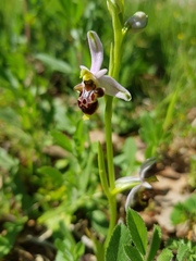 Ophrys scolopax