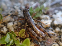 Melanoplus washingtonius