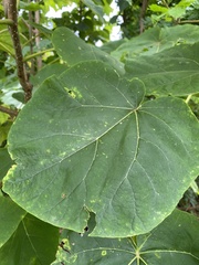Paulownia tomentosa