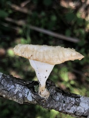 Polyporus