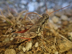 Melanoplus washingtonius