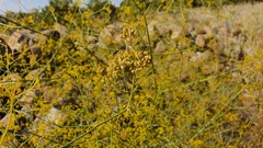 Peucedanum junceum