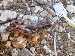 Melanoplus washingtonius