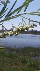 Gomphocarpus fruticosus