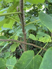 Paulownia tomentosa