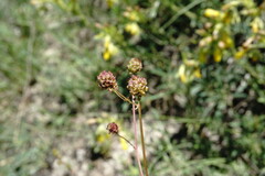 Sanguisorba minor balearica