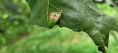 Prolimacodes badia