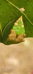 Prolimacodes badia