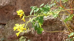Pseudofumaria lutea