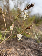 Trachyandra divaricata
