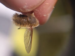 Bombyliinae