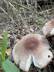 Leucoagaricus rubrotinctus