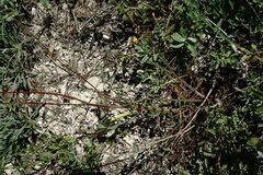 Sanguisorba minor balearica