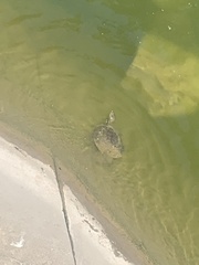 Apalone spinifera pallida