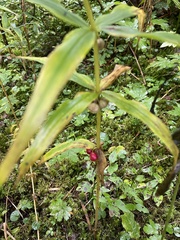 Polygonatum verticillatum