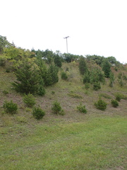 Juniperus horizontalis