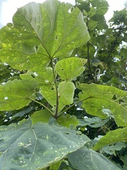Paulownia tomentosa
